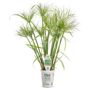 Cyperus